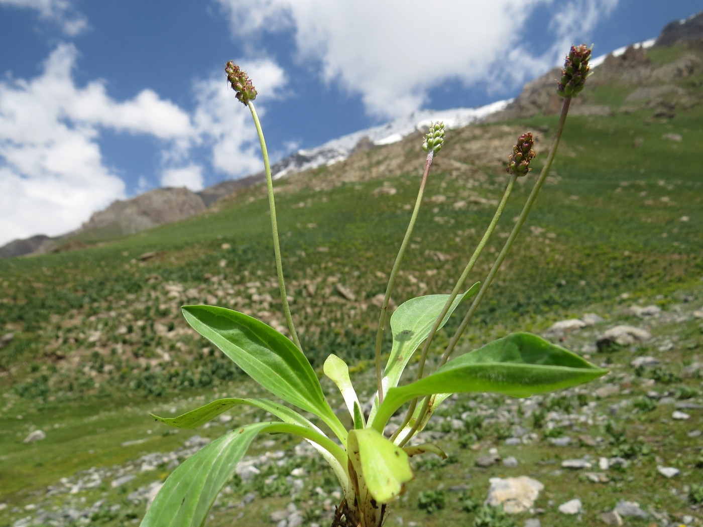 Изображение особи Plantago griffithii.