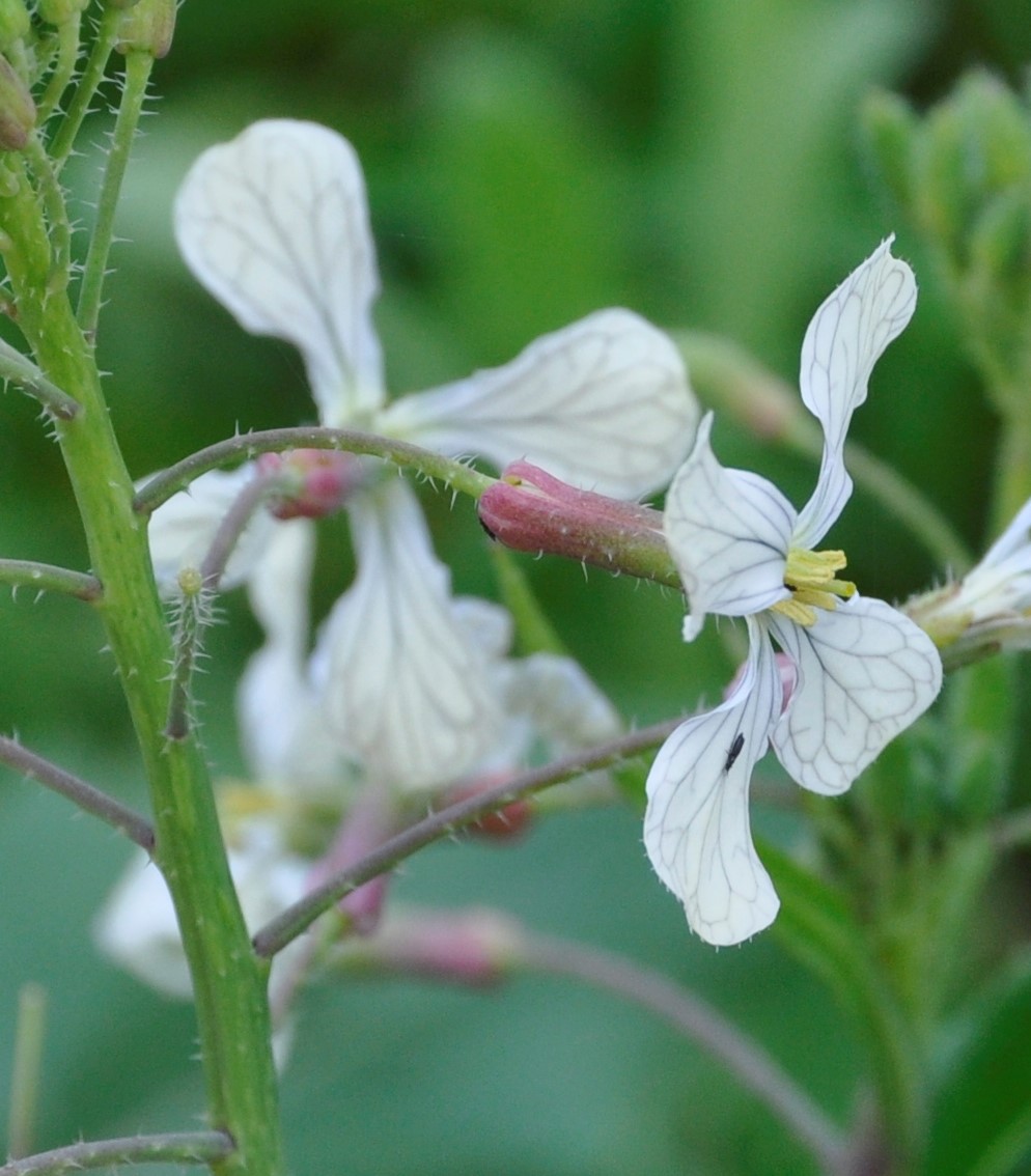 Изображение особи Raphanus raphanistrum.