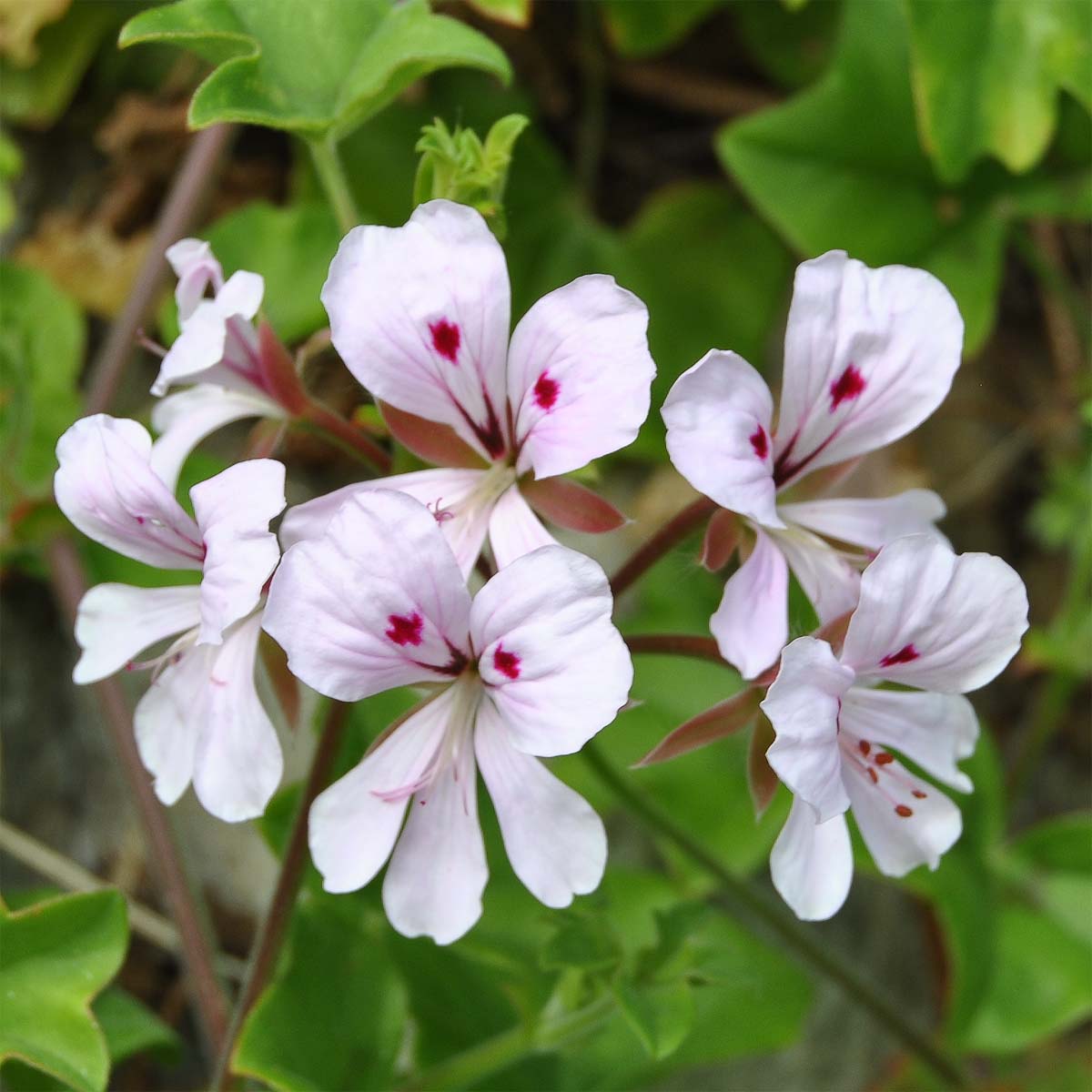 Image of Pelargonium peltatum specimen.