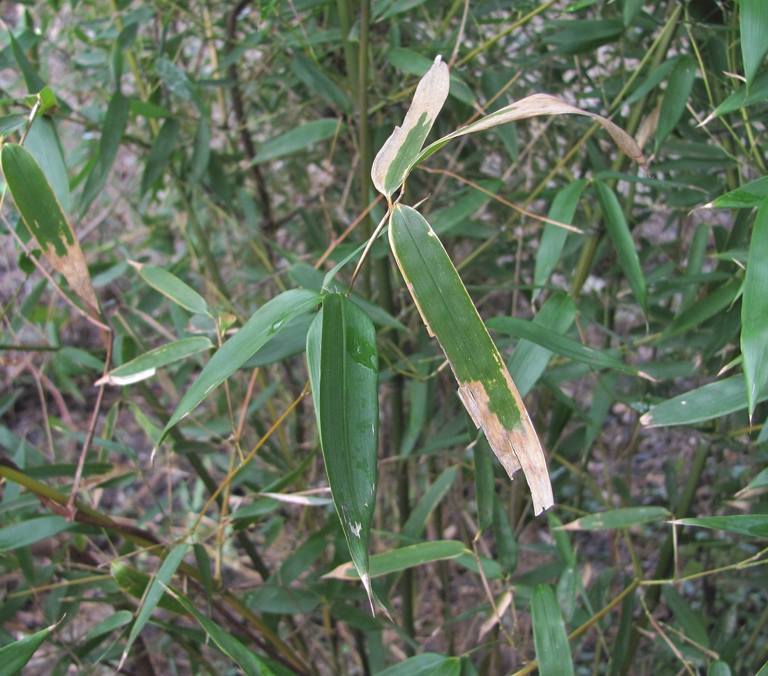 Изображение особи Pseudosasa japonica.