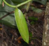 Vanilla planifolia. Стебель с листом. Танзания, автономия Занзибар, о-в Унгуджа, Urban West Region, ферма специй \"Tangawizi\". 27.10.2018.