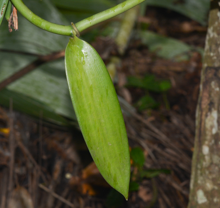 Изображение особи Vanilla planifolia.