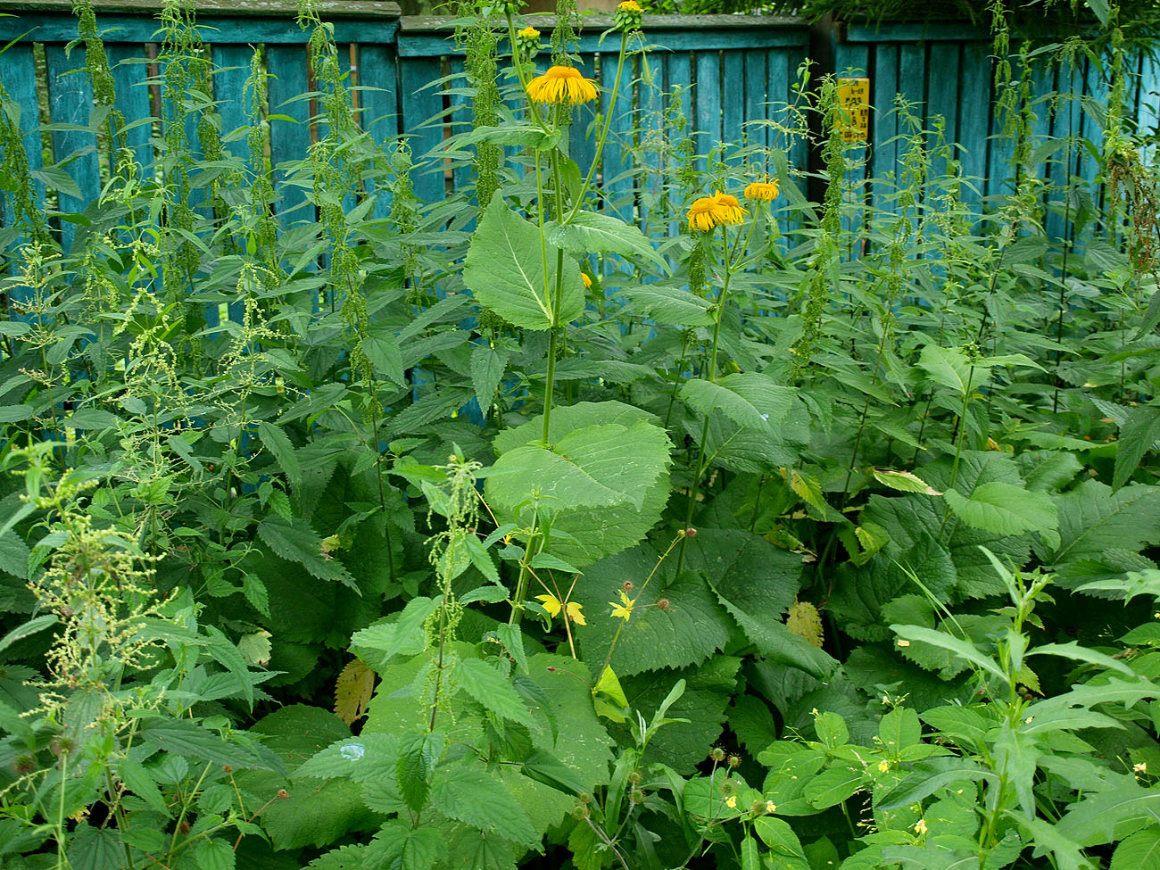 Изображение особи Telekia speciosa.