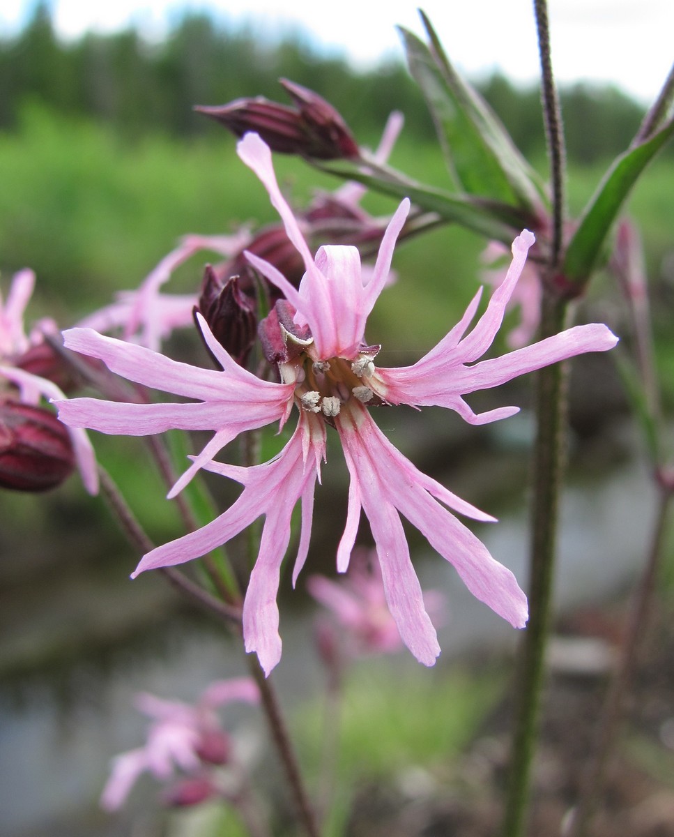 Изображение особи Coccyganthe flos-cuculi.