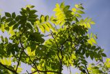 Juglans mandshurica. Верхушки ветвей (вид снизу). Кировская обл., г. Киров, Ботанический сад Вятского государственного университета, в культуре. 29.06.2018.