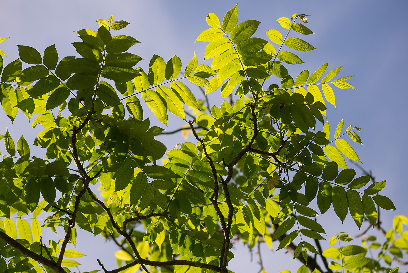 Изображение особи Juglans mandshurica.