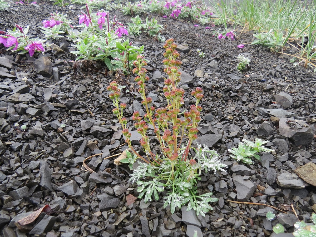 Image of Artemisia borealis specimen.