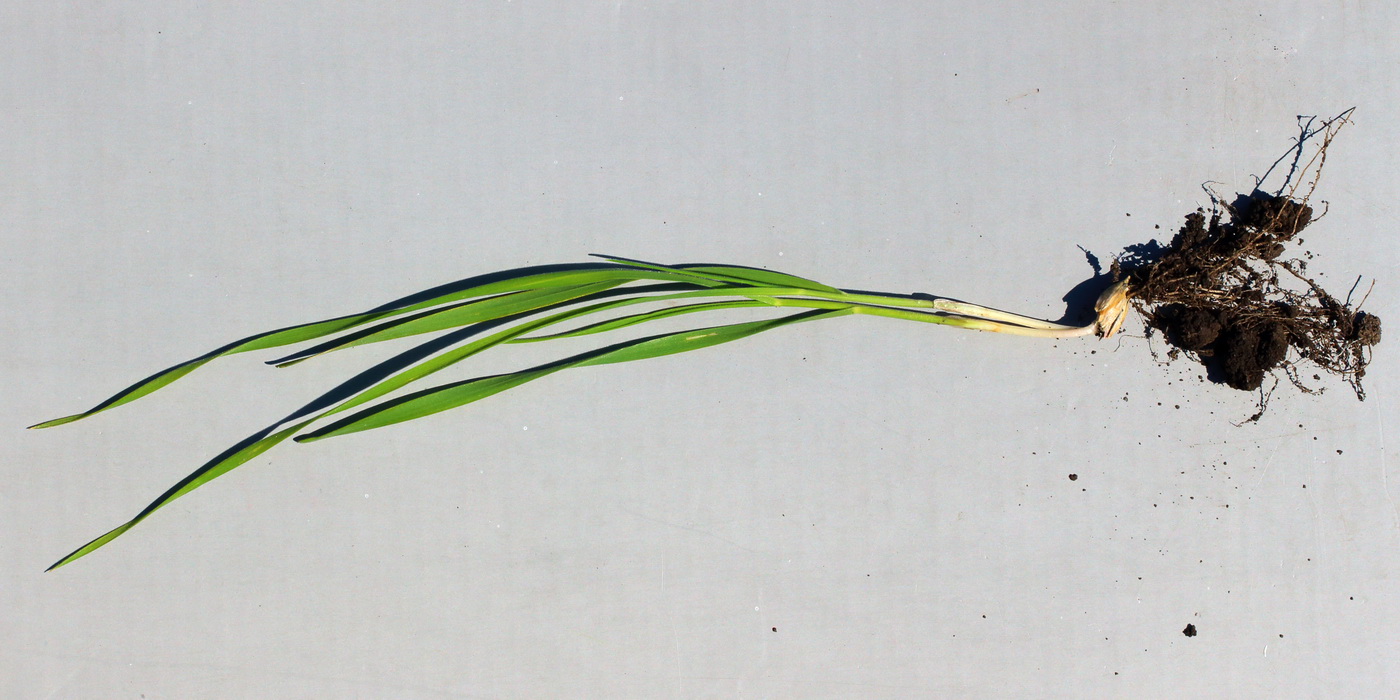 Image of Triticum dicoccum specimen.