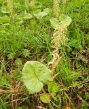 Petasites hybridus