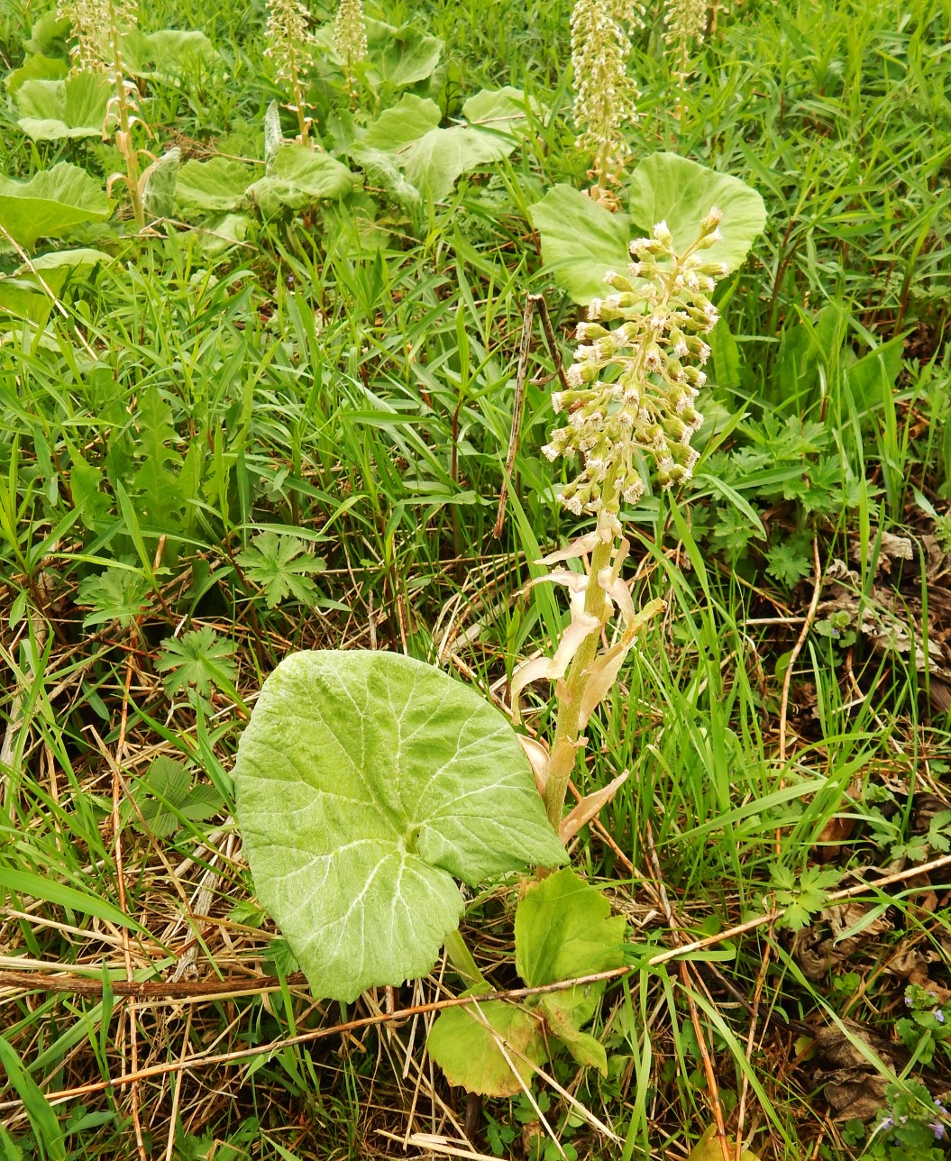 Image of Petasites hybridus specimen.