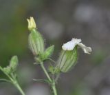 Melandrium latifolium