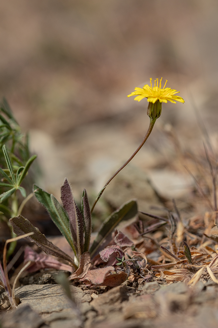 Изображение особи семейство Asteraceae.