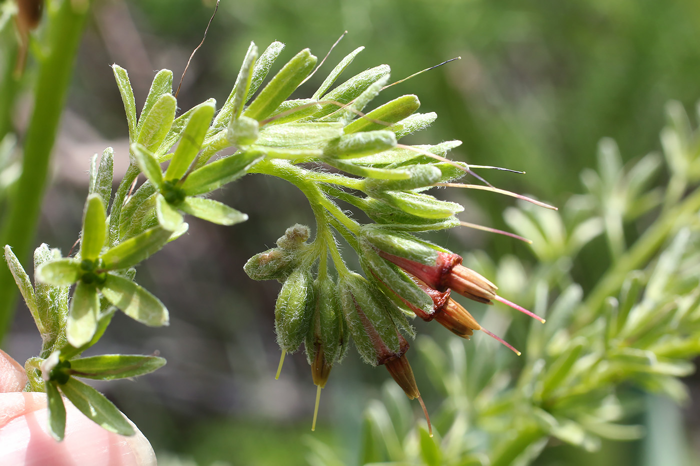 Image of Trachelanthus korolkowii specimen.