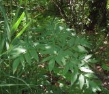 Angelica sylvestris