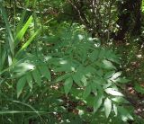 Angelica sylvestris. Лист. Татарстан, г. Бавлы. 07.07.2010.