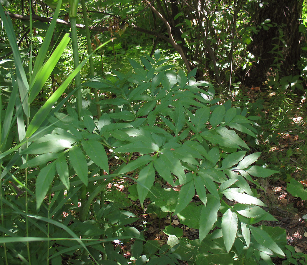 Image of Angelica sylvestris specimen.