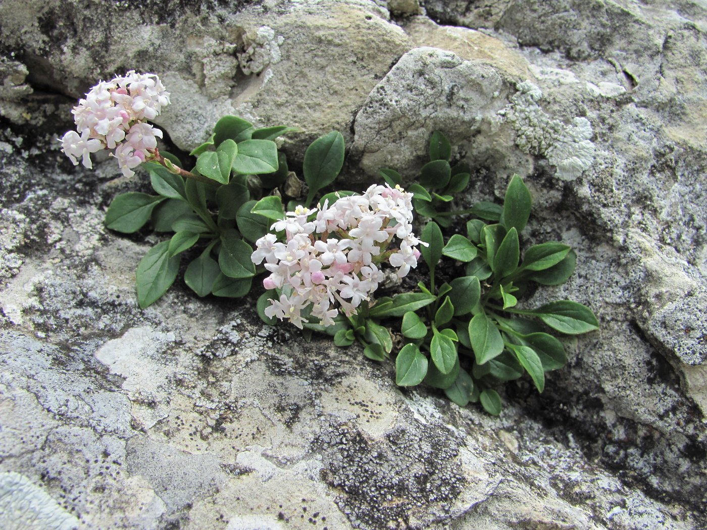 Изображение особи Valeriana saxicola.