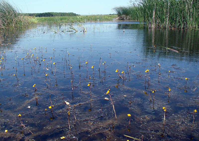 Изображение особи Utricularia vulgaris.