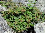 Rubus matsumuranus