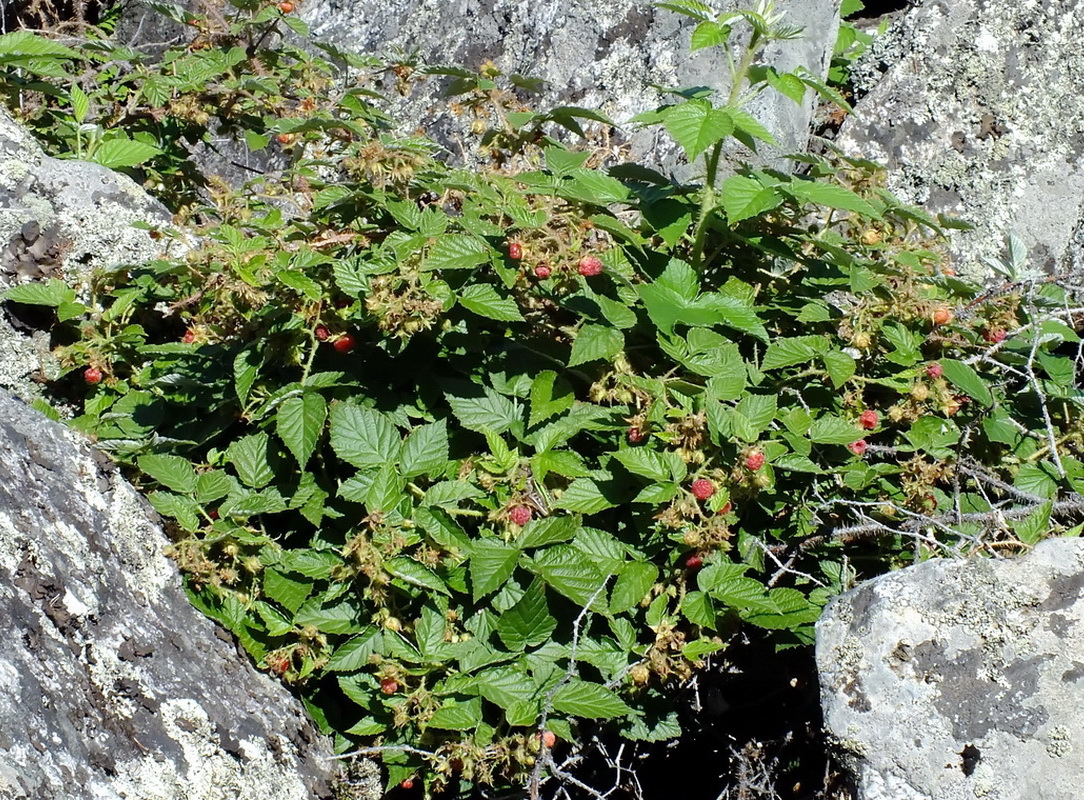 Изображение особи Rubus matsumuranus.