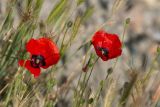 Papaver pavoninum. Цветки. Узбекистан, Наманганская обл., Чустский р-н, окр. кишлака Сувбузган, глинисто-каменистый адыр. 05.05.2019.
