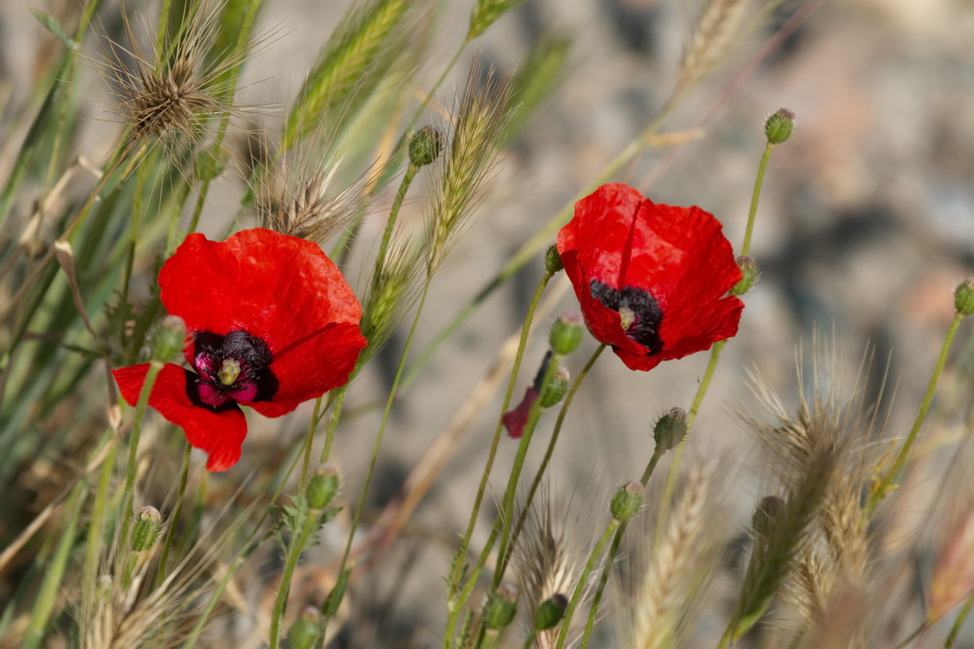 Изображение особи Papaver pavoninum.