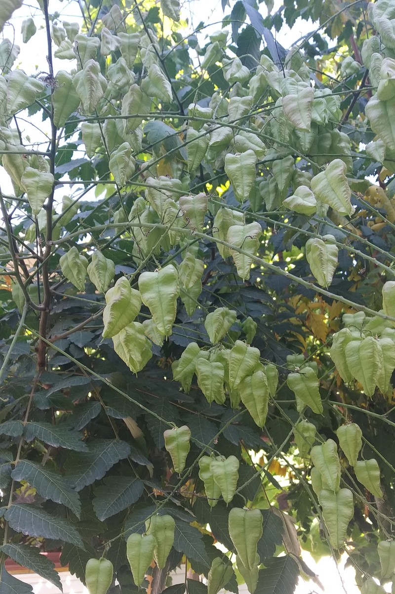 Image of Koelreuteria paniculata specimen.