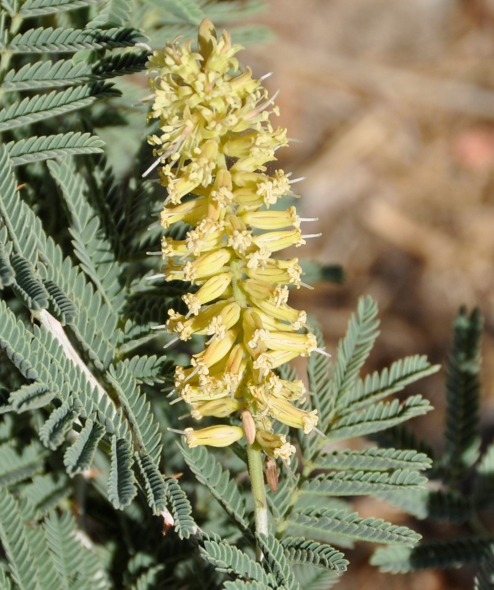 Image of Lagonychium farctum specimen.