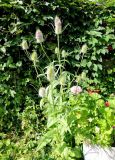 Dipsacus fullonum