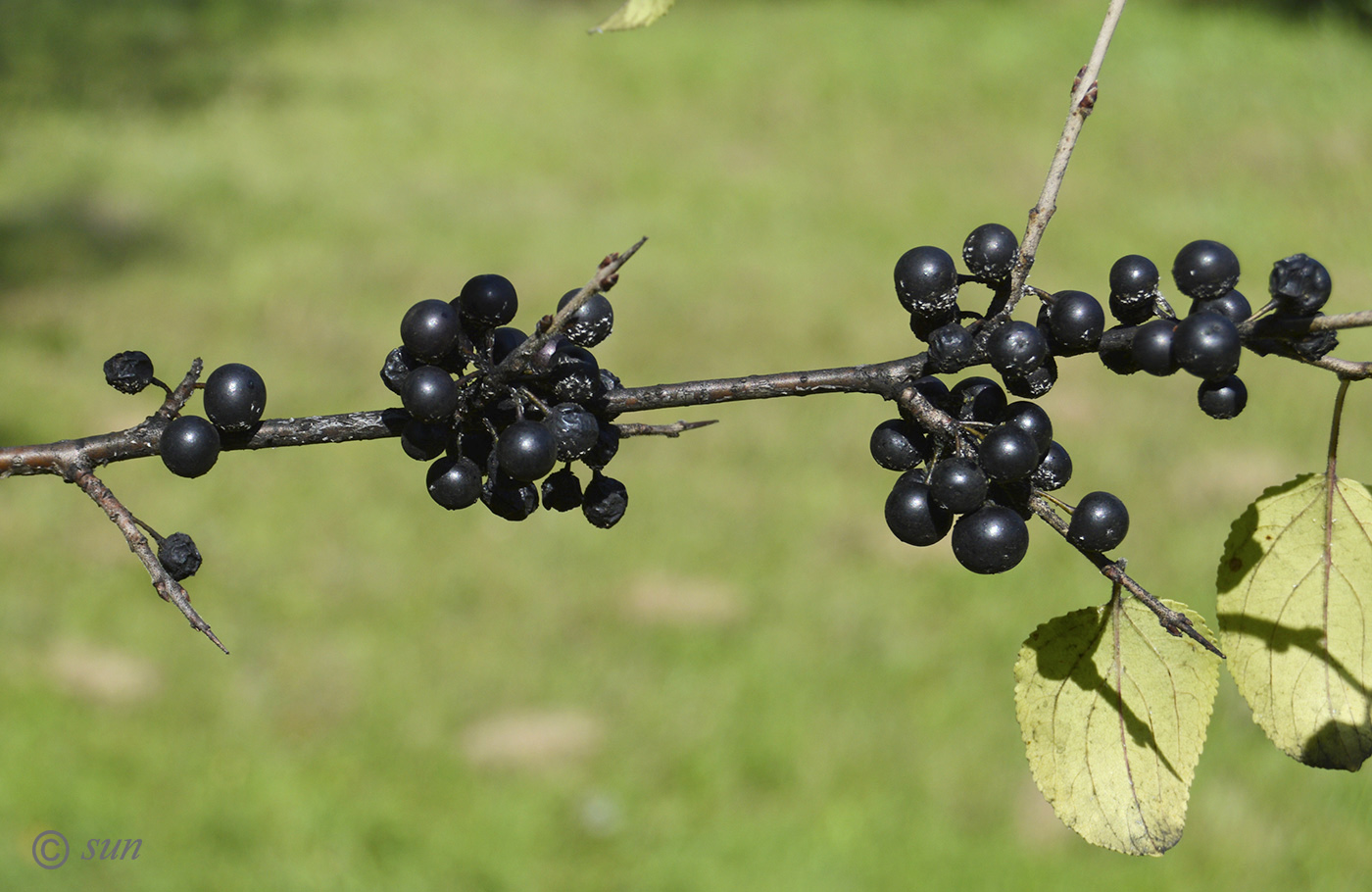 Image of Rhamnus cathartica specimen.