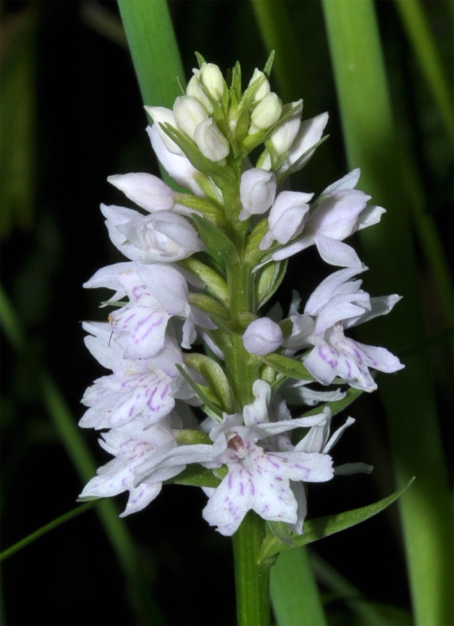 Image of Dactylorhiza fuchsii specimen.