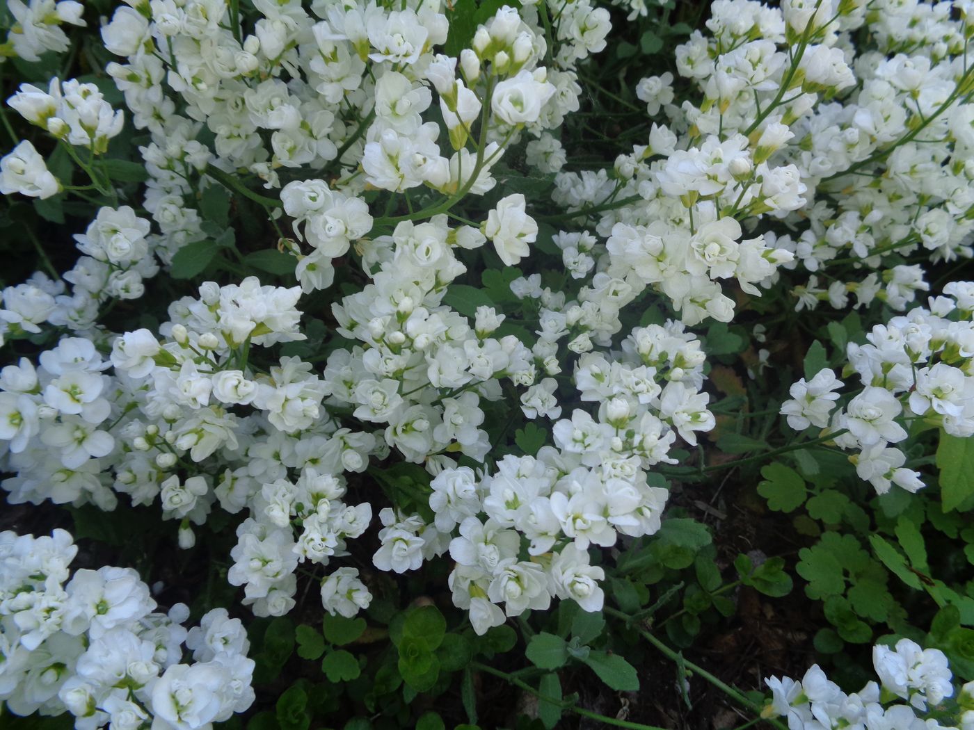 Image of Arabis caucasica specimen.