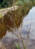 Glyceria maxima