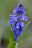 Polygala alpicola