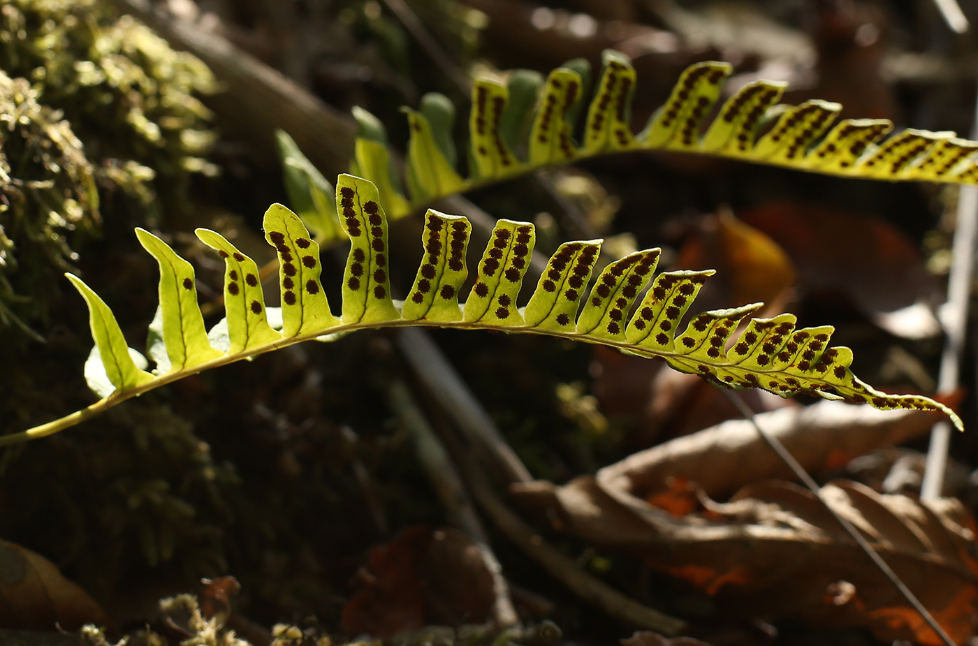 Image of Polypodium vulgare specimen.