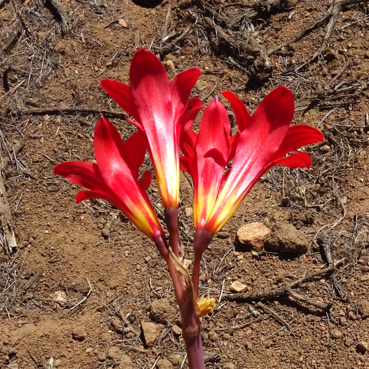 Изображение особи Rhodophiala phycelloides.