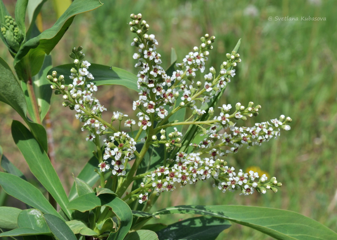 Image of Sibiraea altaiensis specimen.