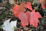Acer rubrum