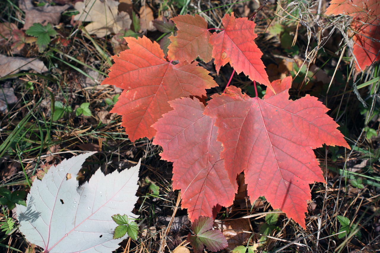 Image of Acer rubrum specimen.