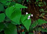 Lunaria rediviva