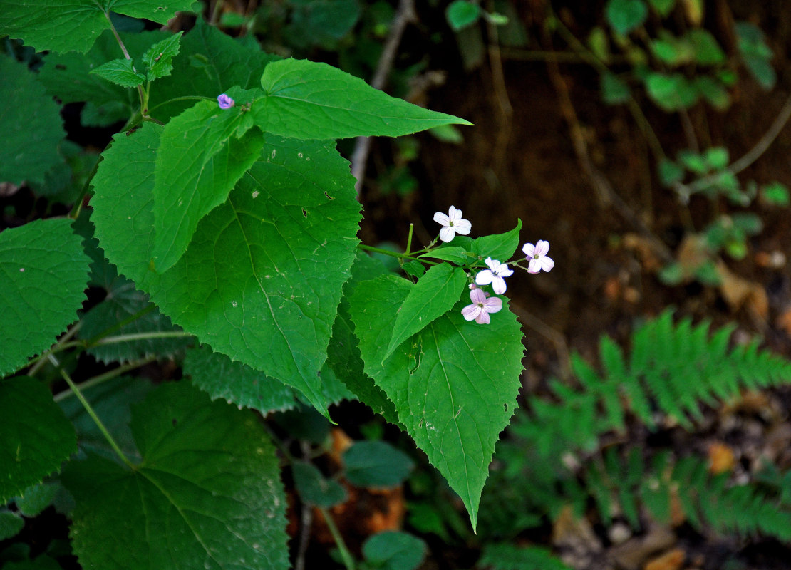 Изображение особи Lunaria rediviva.