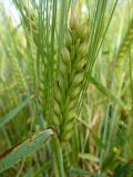 Hordeum distichon