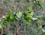 Atriplex aucheri. Средняя часть побега с плодами. Астраханская обл., окр. Пойменного, обочина дороги. 24.09.2019.