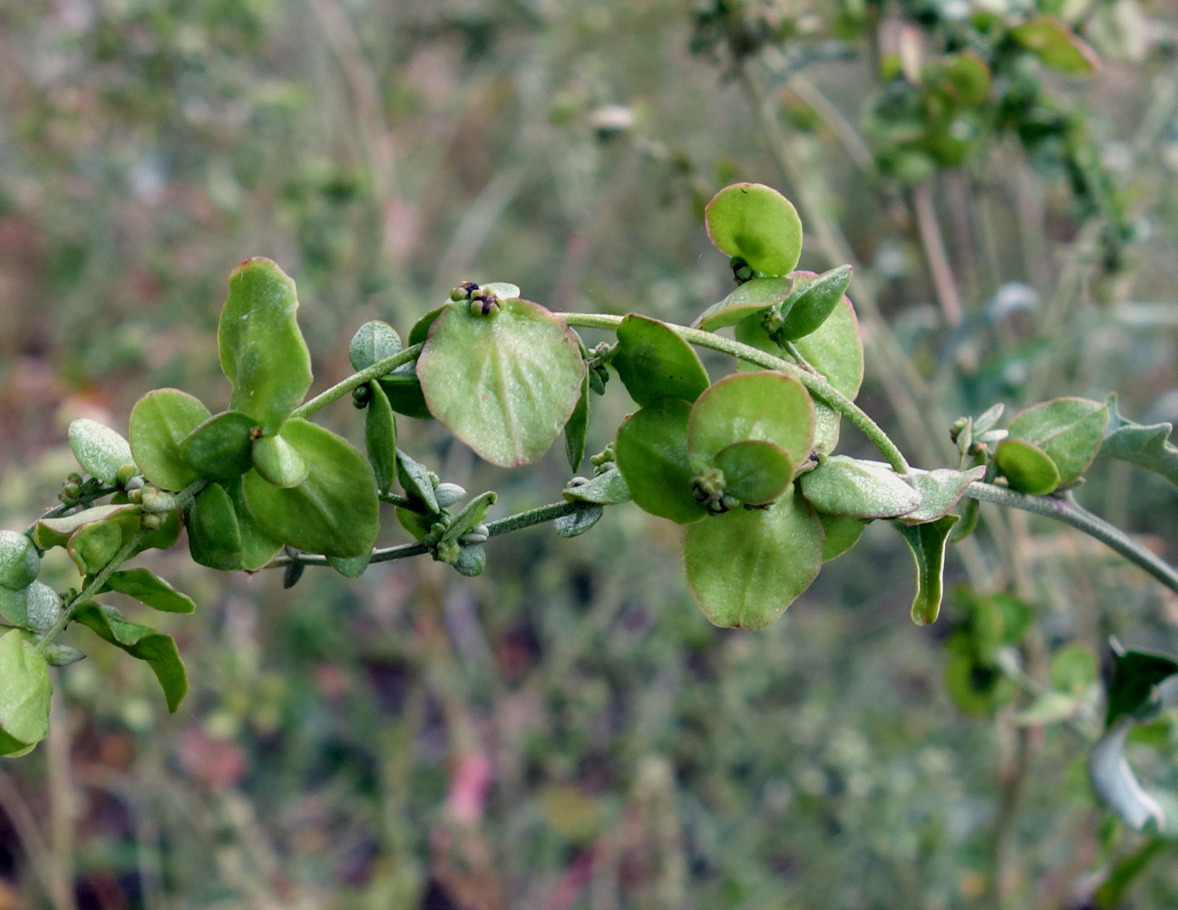 Изображение особи Atriplex aucheri.