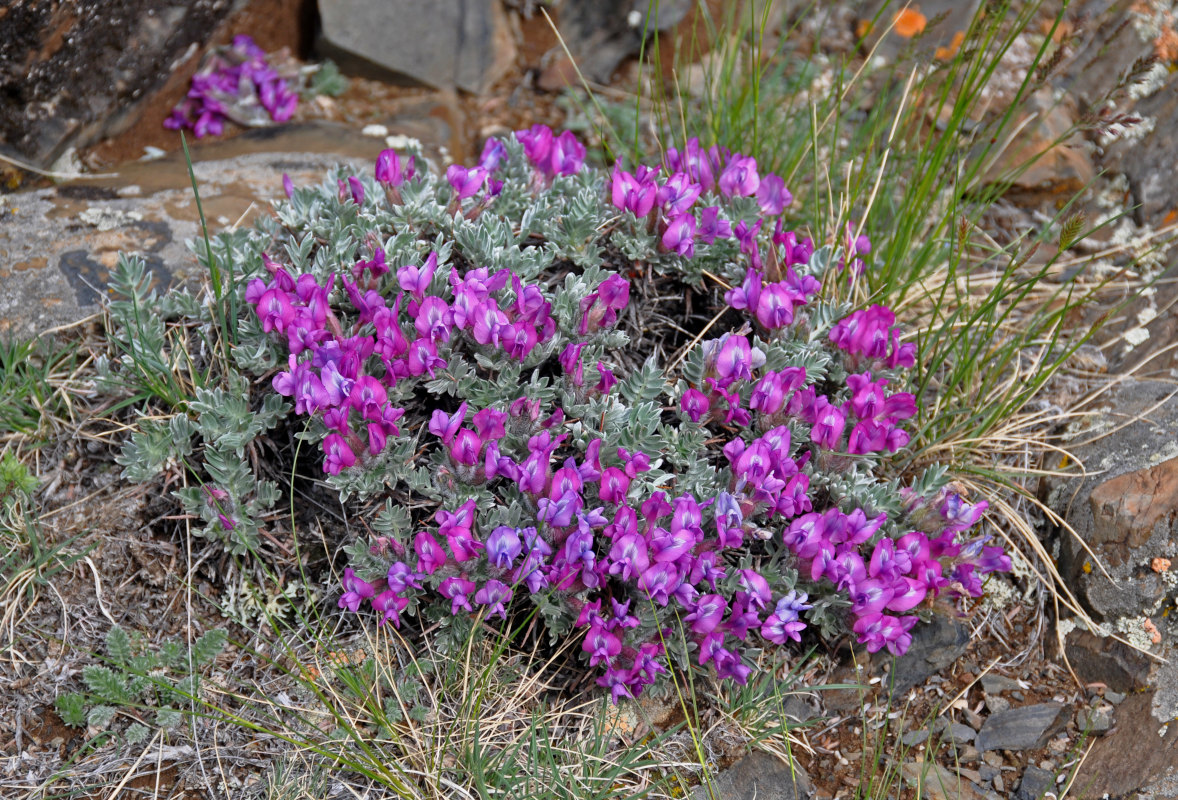 Изображение особи Oxytropis tragacanthoides.