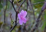 Rhododendron ledebourii. Цветок. Алтай, Улаганский р-н, окр. с. Акташ, берег Голубого (Гейзерового) озера, опушка смешанного леса. 11.06.2019.