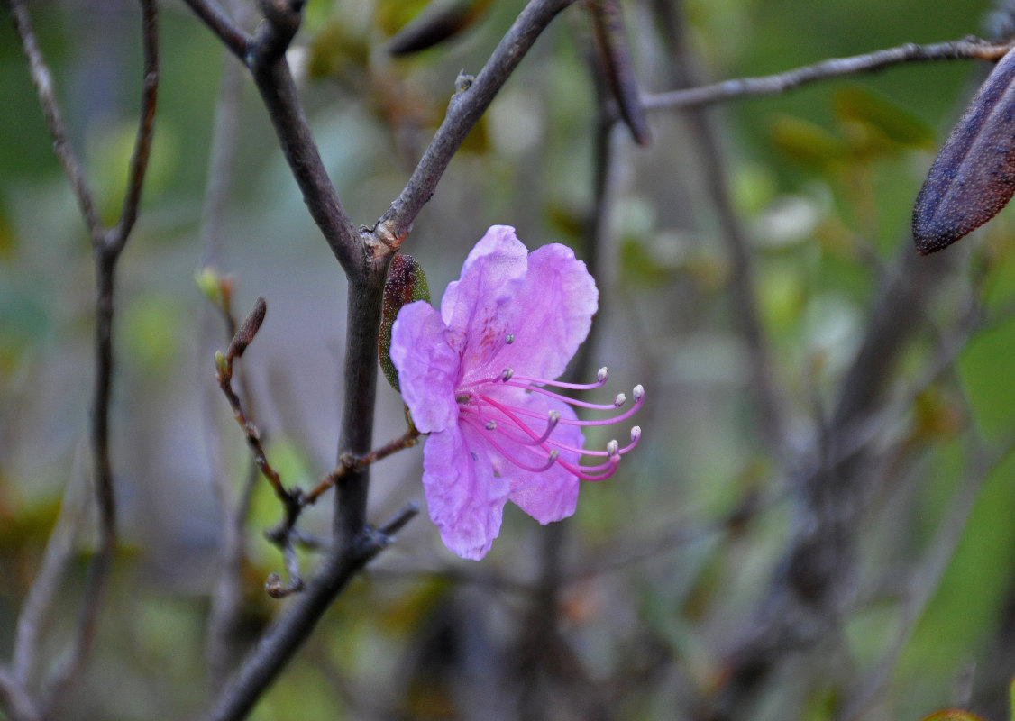 Image of Rhododendron ledebourii specimen.