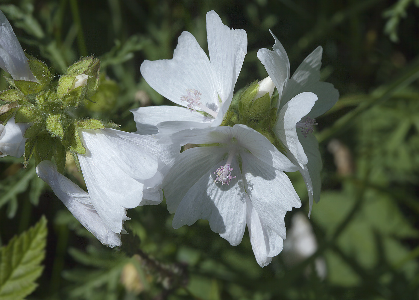 Изображение особи Malva moschata.