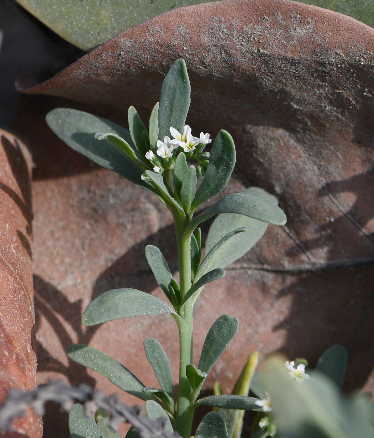 Image of Heliotropium curassavicum specimen.