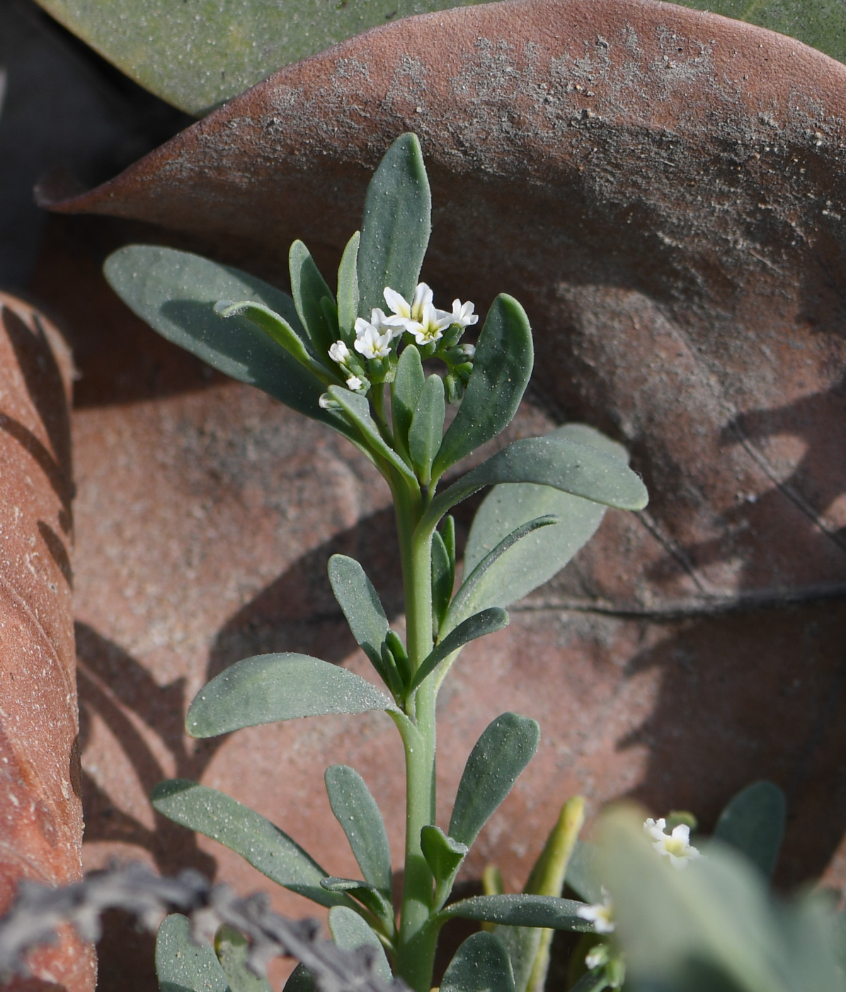 Изображение особи Heliotropium curassavicum.